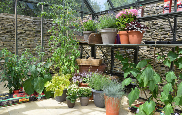 Growing Your Own Food in Plant Pots and Containers