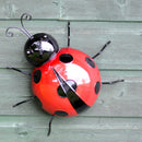 Small Ladybirds