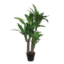 Dracaena In Pot Green 110cm