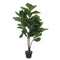 Ficus Lyrata In Pot 120cm