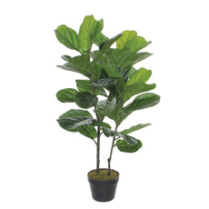 Ficus Lyrata In Pot 100cm