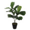 Ficus Lyrata In Pot 75cm