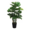 Philodendron Plstic Pot 120