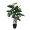 Philodendron Plastic Pot Gr