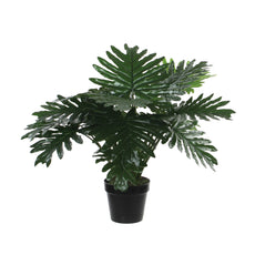 Philodendron Pot Green 60cm