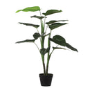 Philodendron Pot Green 100c