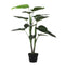 Philodendron Pot Green 100c