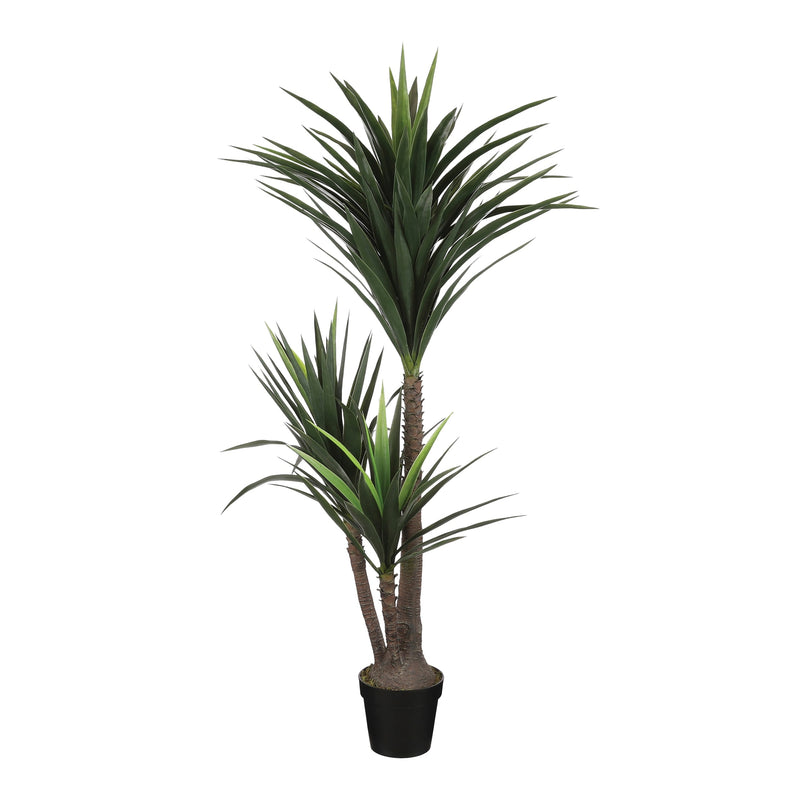 Yucca In Pot Green M