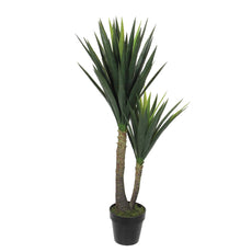 Yucca In Pot Green S